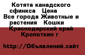 Котята канадского сфинкса › Цена ­ 15 - Все города Животные и растения » Кошки   . Краснодарский край,Кропоткин г.